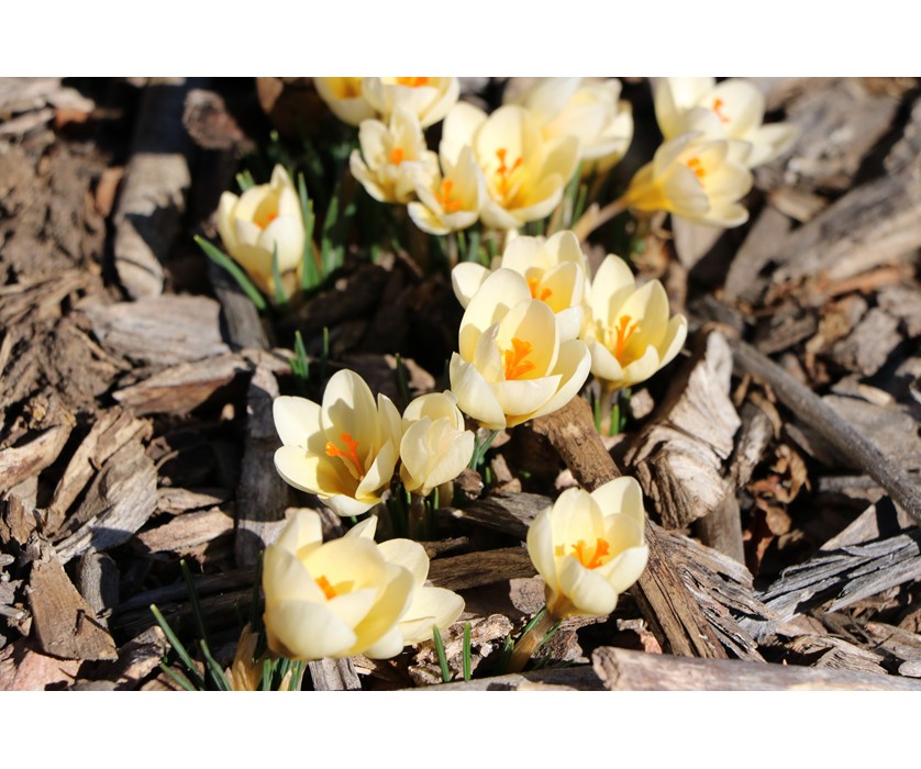 Cream Beauty Snow Crocus